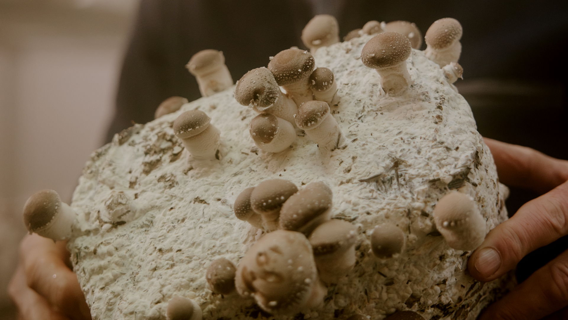 Macro close-up photograph of textured coral or marine organism with irregular bumpy surface in warm neutral tones