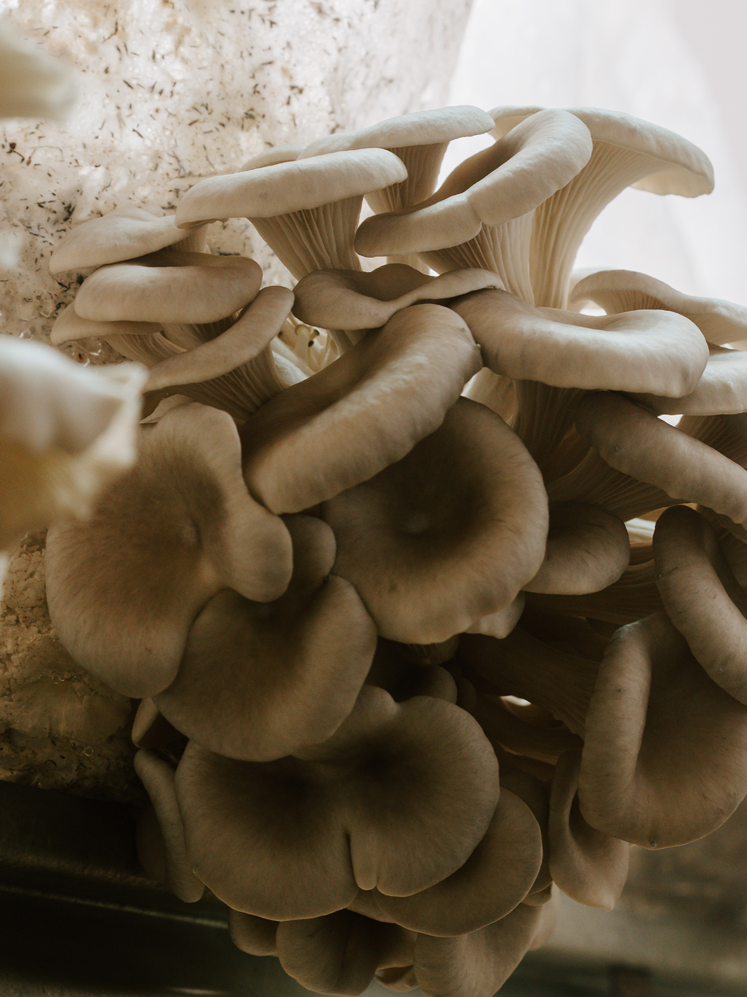 Close-up macro photograph of pale oyster mushrooms with intricate layered gill texture in warm golden tones