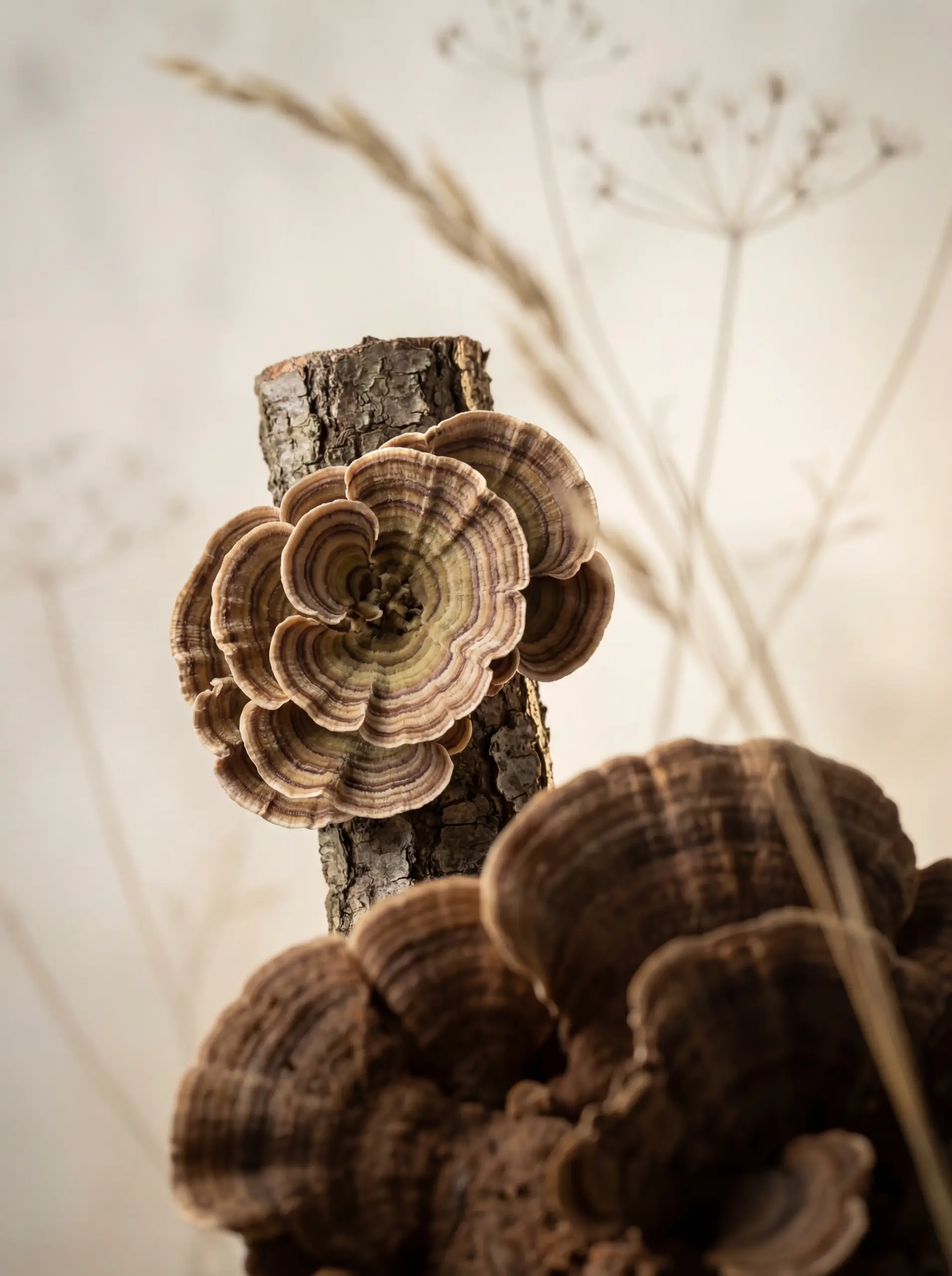 Touchwood-Mushroom-Product